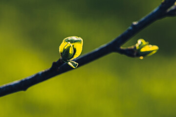 Gros plan macron de fleur et bourgeon sur branche de prunier (variété Damassine) au printemps