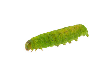 Obraz premium Angle shades caterpillar isolated on white background, Phlogophora meticulosa
