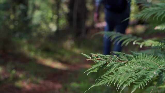 Man walking on trail with new zealand silver fern close up