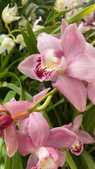 Fototapeta na wymiar beautiful pink orchid, indoor flowers,