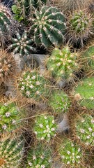 Beautiful small cactuses mixture full frame stock images. 