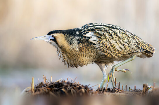 Great bittern bird ( Botaurus stellaris ) close up