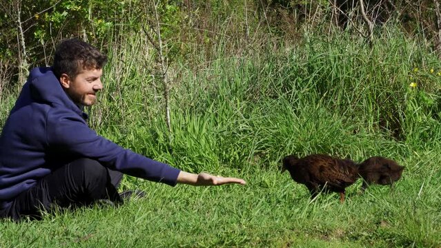 Caucasian man feeding a Weka vird and its babies. New Zealand endemic bird
