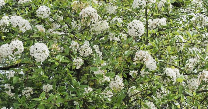 Oster-Schneeball 'Viburnum burkwoodii'. Fr&uuml;hlingsbl&uuml;hender strauch mit Wei&szlig;e Bl&uuml;te trugdoldenf&ouml;rmig und gl&auml;nzende, dunkelgr&uuml;ne, ovale Bl&auml;tter an einem steifen, verzweigten Stiel
