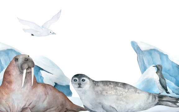 Walrus, seal, guillemot and seagull watercolor illustration isolated on white background. Horizontal banner