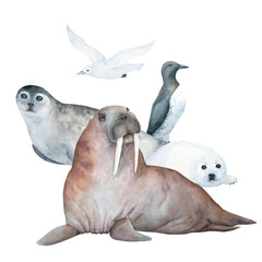 Fototapeta premium Walrus, seal with pup, guillemot and seagull watercolor illustration isolated on white background