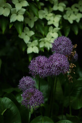 Closeup dark key macrophoto of Allium giganteum (Wild onion)