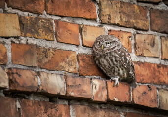 Little owl ( Athene noctua ) close up
