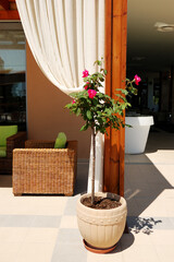 The pot with a blooming rose plant is near outdoor restaurant at the modern luxury hotel, Pieria, Greece - 589662967