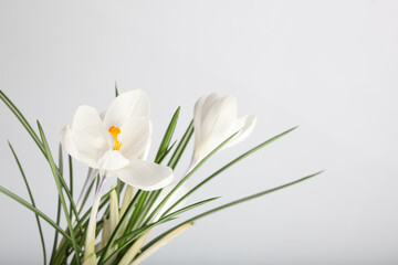 White crocus snowdrop flower on light background.