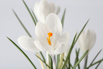Fototapeta na wymiar White crocus snowdrop flower on light background.