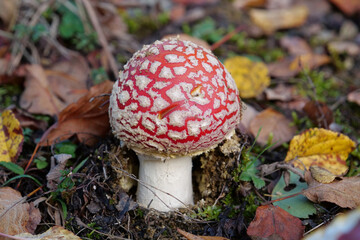 Little fly agaric grows in forest