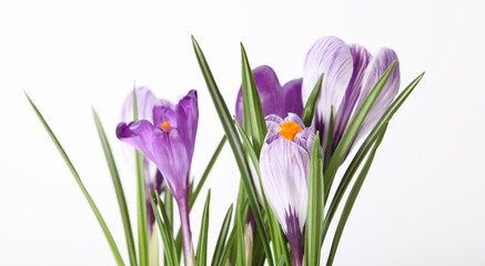 Fototapeta na wymiar Violet crocus snowdrop flower on light background.