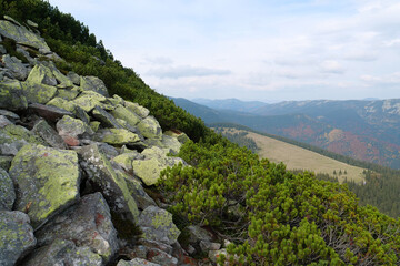 Fototapeta na wymiar Stones covered with lichen in Gorgany - mountain range in Western Ukraine