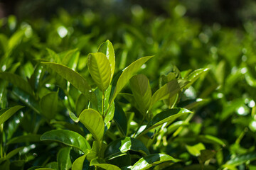 Spring flowers in the park