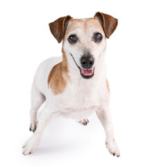 Active excited playing elderly dog want to play. Isolated dog Jack Russell terrier on white background looking at camera with crazy happy eyes. Happy pets theme