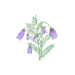 Romantic Bellflowers bouquet isolated on white. Campanula flower. Green leaf watercolor botanical illustration. Delicate floral blossom arrangement