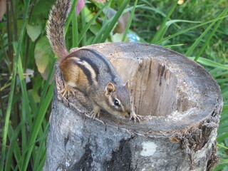 Chipmunk 