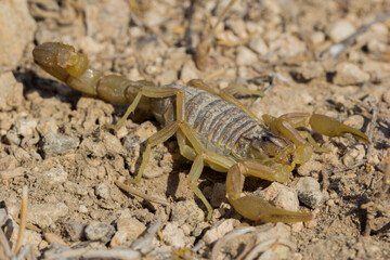 Escorpion amarillo. Genero Buthus.