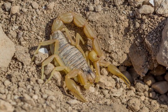 Escorpion amarillo. Genero Buthus.