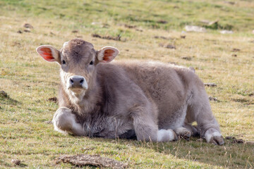 Ternero de vaca bruna dels Pirineus acostada