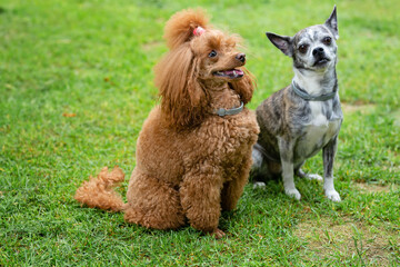 small chocolate poodle on the grass. Pet in nature. Cute dog like a toy 