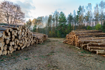Freshly cut tree logs are stacked in the forest during sunset. Pine logs before loading and...