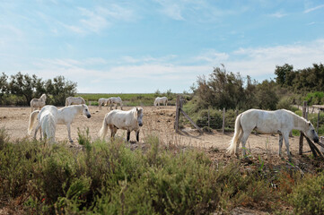 Obraz na płótnie Canvas white horses standing on meadow