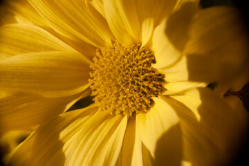 Fragile Beauty of a Blooming Sunlit Flower