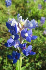 Bluebonnets (Lupinus) flowers blooming in Florida nature, closeup