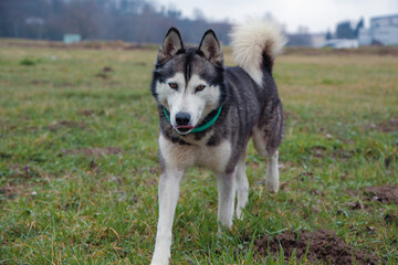 Naklejka na ściany i meble Siberian Husky walking in the park. Dog portrait in nature.
