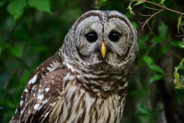 Poster barred owl © Michael