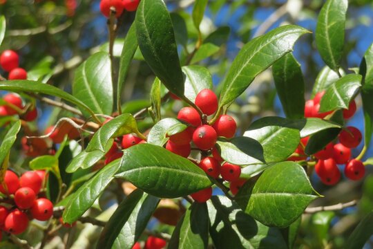 Ilex vomitoria commonly known as Yaupon Holly in Florida nature, closeup