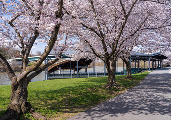Obraz premium Ruby Amphitheater by the walking and cycling trail in Morgantown West Virginia with cherry blossoms