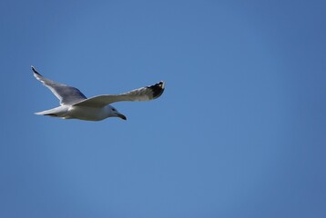 Un goéland en vol dans un ciel bleu