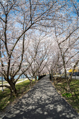 Walking and cycling trail in Morgantown West Virginia with cherry blossoms