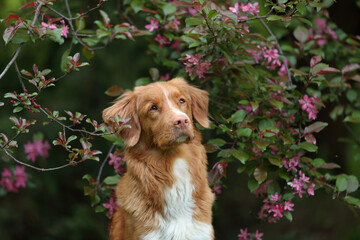 Beautiful dog Nova Scotia Retriever in the branches of a flowering tree. Portrait of a dog among flowers