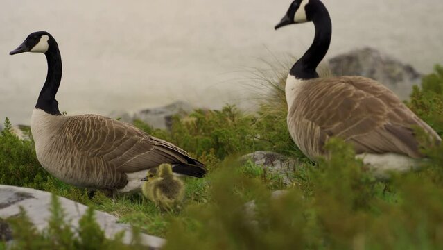 Canada goose family walking in the wild with two goslings