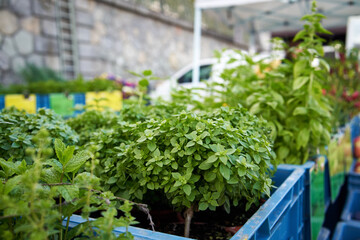 Dwarf basil being sold at the farmers' market