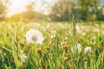 Dandelion in green grass in a field at sunset