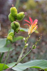 Close up of Indian shot (canna indica) flowers in bloom