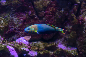 Fototapeta na wymiar Wrasse fish swimming near coral, Marine life, Aquarium, Zoology, Copy Space