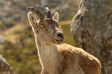 portrait of a female mountain goat.