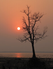 Sunset at Kotka sea beach.this photo was taken from Sundarbans National Park,Bangladesh.