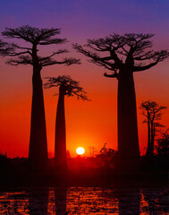Fototapeta na wymiar Baobab Sunset