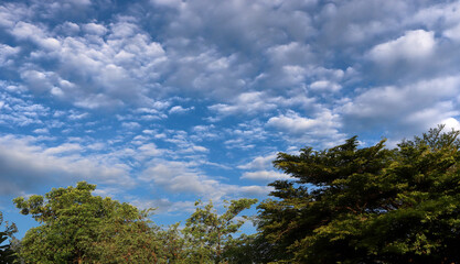 Green tree top line over blue sky and clouds background in summer