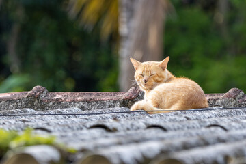 Sleeping cat