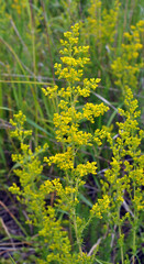 Galium verum grows in nature