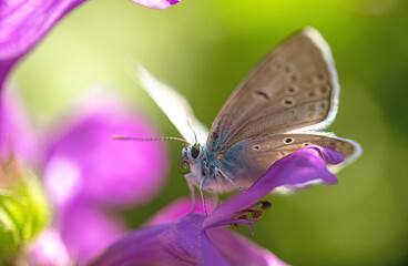 A macro photograph of a butterfly sitting on a purple flower in the garden. A white butterfly collects pollen on a flower.