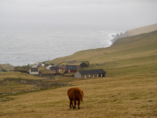 A horse in Mykines island grass fields